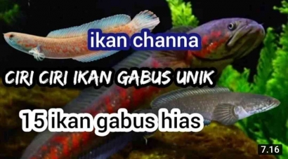 Ikan Channa vs Ikan Gabus || Ciri-Ciri Ikan Gabus Channa~15 Jenis Ikan Gabus Hias Bisa Dipelihara
