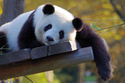 Diplomasi Panda ala Cina: Persinggungan antara Politik, Ekonomi, hingga Konservasi