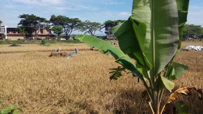 Tradisi Bertani: Menyatukan Kearifan Lokal dan Modifikasi Teknologi ala Petani
