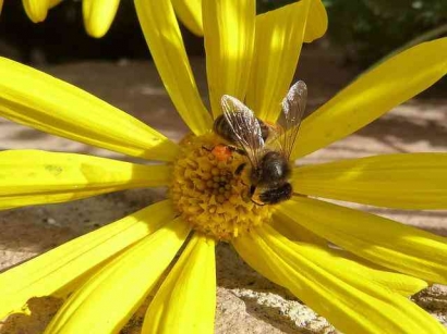 Persahabatan Lebah dan Bunga