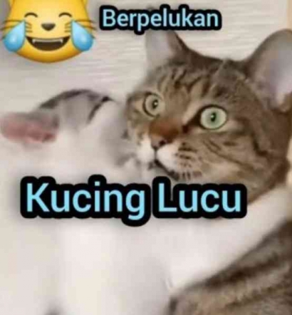 Meong Si Kucing Super Lucu Kittens Meowing - Cats Funny