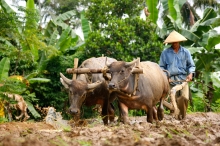 Gambar Artikel Indonesia :  Beban Agraris