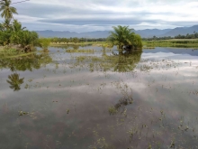 Gambar Artikel Ketika Petani Sawah Harus Bersahabat dengan Luapan Sungai Batang Tapakih