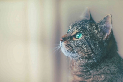 Apa Manfaat Memelihara Seekor Kucing untuk Kesehatan Mental Kita?