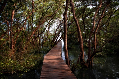 Pentingnya Mangrove: Pencegah Abrasi hingga Menjadi Wisata Edukasi