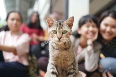 Atasi Stres dengan Bermain Bersama Kucing dan Anabul Lain a la Mahasiswa Rantauan