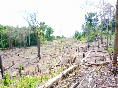 Deforestasi Hutan di Tengah Krisis Iklim Global