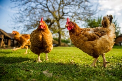 Teknologi Pengenalan Suara Berbasis AI Penentu Keberhasilan Budidaya Ayam Masa Depan