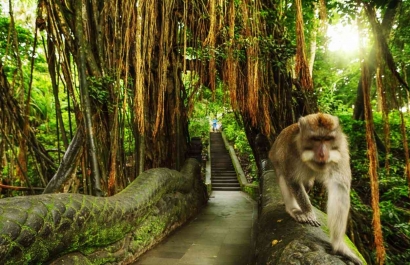Populer di Bali "Wisata Monyet"