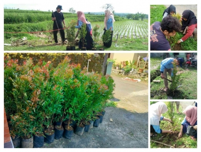Implementasi Gerakan Go Green UIN Walisongo, Mahasiswa KKN MIT 14 Kelompok 14 Adakan Penanaman 100 Pohon Pucuk Merah di Desa Pujut, Batang