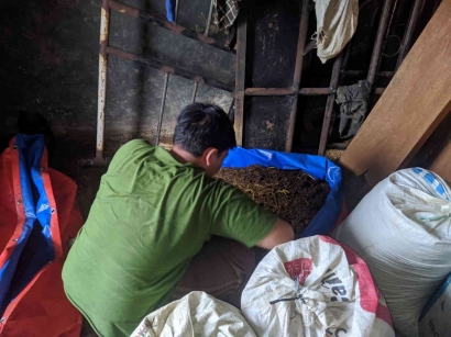Mahasiswa KKN-T IPB Berhasil Mengolah Limbah Kotoran Ternak Menjadi Pupuk Kascing