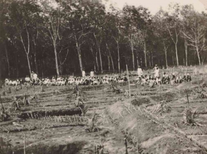 Pembabatan Hutan, Perkebunan Kolonial di Banyuwangi, dan Permasalahan Ekologis