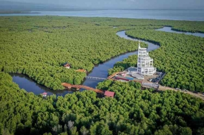 Mangrove, Solusi Menyelamatkan Bumi
