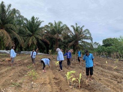 Mahasiswa Kukerta Universitas Riau Lakukan Penanaman Bibit Jagung bersama Kelompok Tani Desa Bukit Sakai