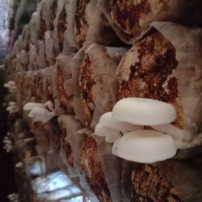 UMKM Darmo Mushroom Desa Suci: Mendulang Cuan dari Limbah Serbuk Kayu