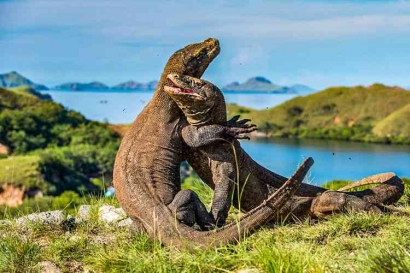 Tiket Masuk Pulau Komodo Rp 3,75 Juta Menghambat Pemulihan Pariwisata dan Ekonomi Indonesia