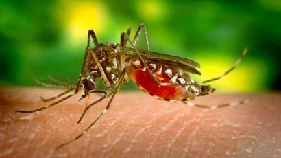 Upaya Pencegahan Penyebaran Penyakit yang Ditularkan oleh Nyamuk pada Kampung Rawa Melati