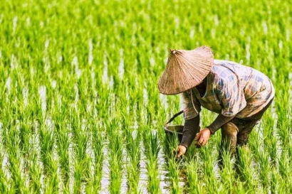 Terpuruknya Pertanian Indonesia Akibat Krisis Regenerasi Petani