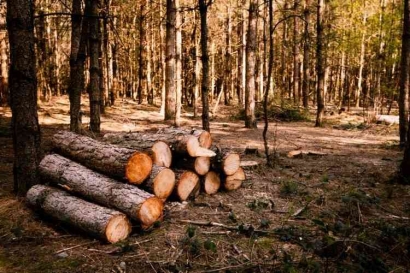 Tinjauan Hukum Tindak Pidana Illegal Logging untuk Pelestarian Lingkungan