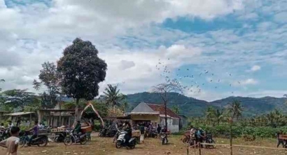 Keseruan Lomba Merpati di Dusun Ngangkang dalam Rangka Memeriahkan Hari Kemerdekaan RI Ke-77, Intip Lagi Yuk!