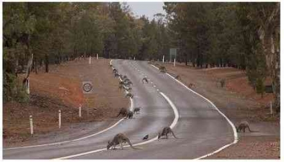 Ini Alasan Australia "Dor" Ribuan Kanguru