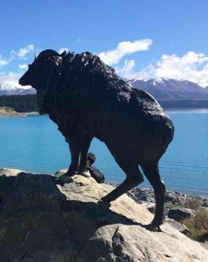 Kisah Himalayan Tahr, Kambing Liar di Kawasan Danau Pukaki, Selandia baru
