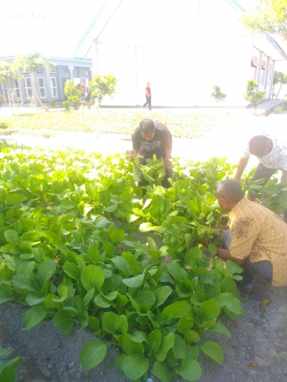 Panen Sawi, Lapas Namlea Tingkatkan Produktivitas Tanaman Holtikultura