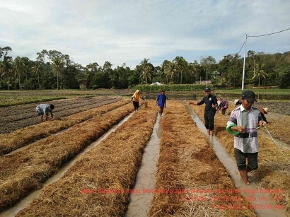 MTOT: Menjawab Masalah System of Rice Intensification dan Sistem Tanam Benih Langsung