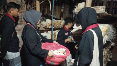 Mahasiswa PMM UMM Edukasi Manajemen Marketing bagi Pelaku UMKM Jamur Tiram di Jember Jawa Timur