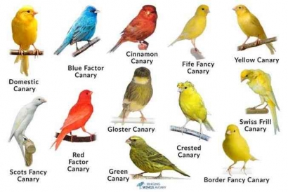 4 Jenis Burung Kenari Terunik, Punya yang Mana Kamu?