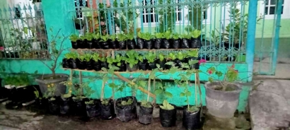 Mahasiswa UMM Lakukan Family Garden sebagai Bentuk Kepedulian untuk Penghijauan Lingkungan di Desa Pakisaji Malang
