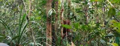 Berjumpa dengan Anak Orangutan di Hutan Desa Nipah Kuning