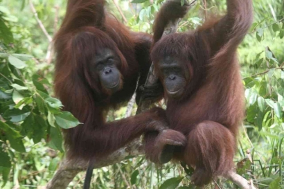 Mendadak Orangutan