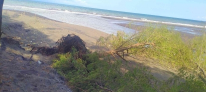 Pantai Cemara Banyuwangi, Yang Terancam Lenyap namun Bukan Karena Laut