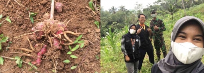 Menyelisik Permasalahan Pertanian Jahe Merah di Kecamatan Pule bersama Tim OVOC Trenggalek