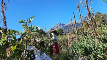 Mengintip Keseharian Petani Sayur di Kaki Gunung Merbabu
