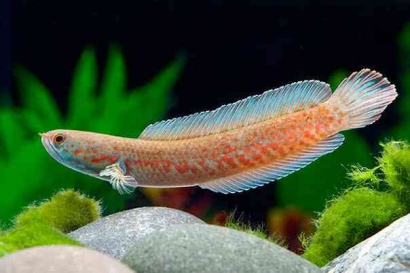 5 Jenis Ikan Channa Paling Indah, Eksotis dan Cocok untuk Ikan Hias