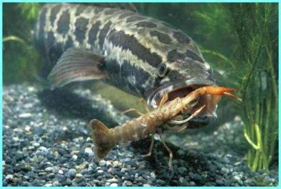 Rekomendasi Pakan yang Baik untuk Ikan Channa agar Ikan Sehat dan Lincah