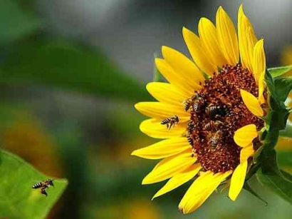 Bagaimana Peranan Lebah dalam Simbiosis Mutualisme? Simak Penjelasannya Berikut Ini!