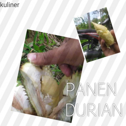 Panen Durian di Kampung Salo Kabupaten Agam