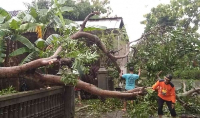 Pohon Tumbang di Wilayah Sukoharjo Akibat Hujan Disertai Angin Kencang