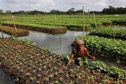 Pertanian Terapung Penyelamat  Rakyat Bangladesh
