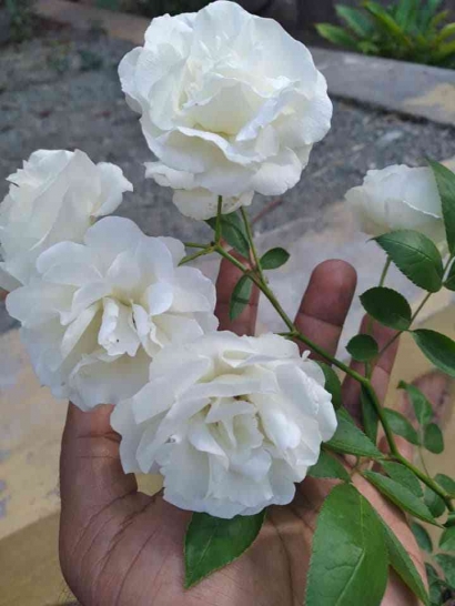 White Rose dan Sunflower untuk Ibu Roselina dan Pak Tjip