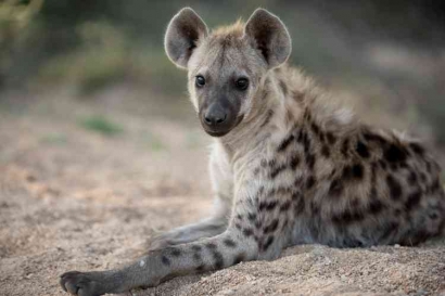 5 Fakta Hyena, Hewan yang Paling Pintar