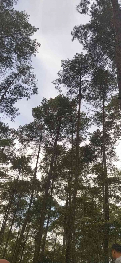 Hembusan Angin dan Barisan Pohon Pinus yang Menyejukkan Hati