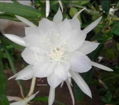 Bunga Wijaya Kusuma, Si Ratu Malam