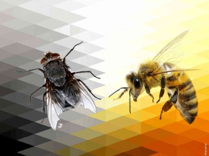 Mata Lalat atau Mata Lebah: Mana yang Lebih Sering Kita Gunakan ?