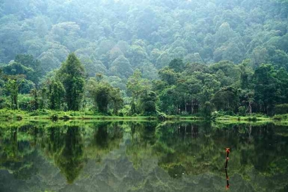 Mencintai Hutan Indonesia Sepenuh Hati dan Menaklukkan Tantangan Deforestasi