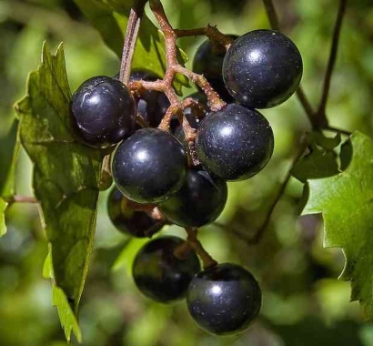 Anggur Muscadine - Si Raja Anggur Gudangnya Antioksidan? Ini Faktanya!