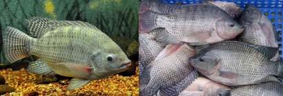 Pemberian Pakan Fortifikasi Mikroalga Tidak Hanya Mampu Meningkatkan Kualitas Ikan Nila (Orechromis niloticus) Tetapi juga Meningkatkan Kesehatan Konsumen